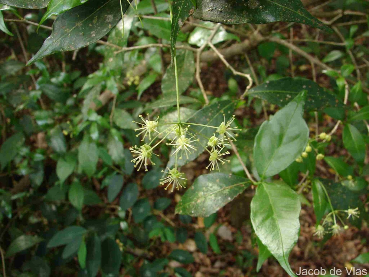 Blachia umbellata (Willd.) Baill.